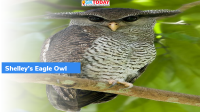 Shelley’s Eagle Owl