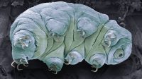 New Marine Tardigrade Species in Indian Waters
