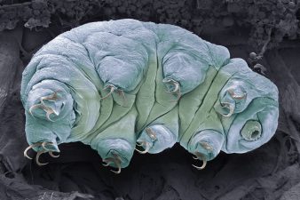 New Marine Tardigrade Species in Indian Waters