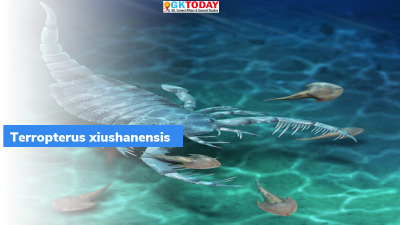 Terropterus xiushanensis