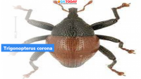 Trigonopterus corona