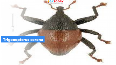 Trigonopterus corona