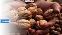 First consignment of Kashmir walnuts flagged off