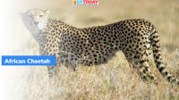 Kuno National Park to get 13 cheetahs next year
