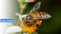 Apis cerana
