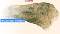 Brighstoneus simmondsi