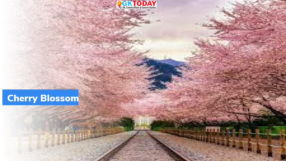 Cherry Blossom Festival GKToday