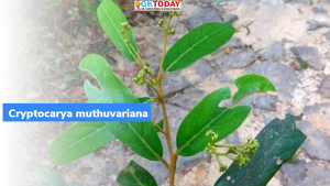 क्रिप्टोकार्य मुथुवरियाना (Cryptocarya Muthuvariana): जनजाति के नाम पर पेड़ की नई प्रजाति का नाम रखा गया