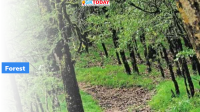 India’s Rank in Forest Area Gain