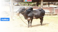 Hallikar Cattle