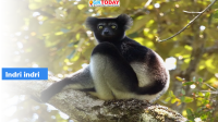 Indri indri