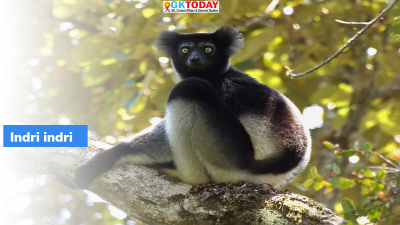 Indri indri