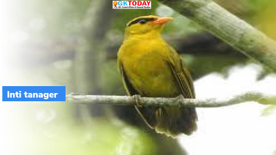Inti tanager
