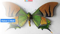 Kaiser-i-Hind: Arunachal’s State butterfly