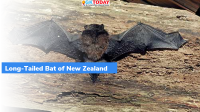 New Zealand’s annual Bird of The Year award