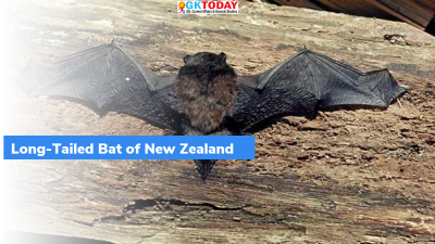 New Zealand’s annual Bird of The Year award