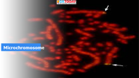 Microchromosome