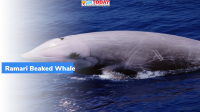 Ramari’s beaked whale