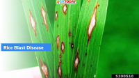 Rice blast disease in Wayanad