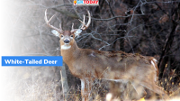 Study: White-tailed deer being infected with SARS-CoV-2