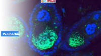 Wolbachia
