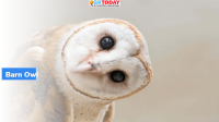 Barn owl sighted in Bihar