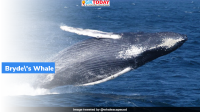 Carcass Of Endangered Bryde’s Whale found at Odisha Coast