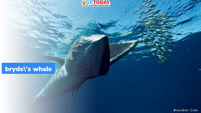 Bryde’s Whale