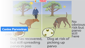 महाराष्ट्र: कुत्ते ‘कैनाइन पैरवोवायरस’ (canine parvovirus) से प्रभावित हुए