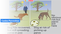 Maharashtra: Dogs affected by ‘Canine parvovirus’