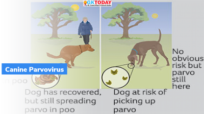 Maharashtra: Dogs affected by ‘Canine parvovirus’