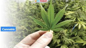 यूरोपीय संघ: माल्टा (Malta) ने घर पर और निजी इस्तेमाल के लिए भांग (cannabis) को वैध घोषित किया