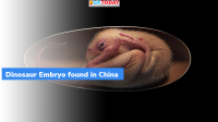 66-million-year-old dinosaur embryo found in China