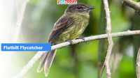 Flatbill flycatcher- New Species of Bird Discovered in South America