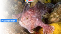 Why is ‘Rare Pink Handfish’ seen in the news?