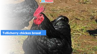 National breed conservation award for 2021