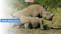 CITES COP19 Downgrades Status of Southern White Rhinos