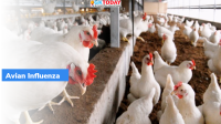 UK: First human case of Avian flu