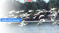 Chilika Water Bird Status Survey – 2022
