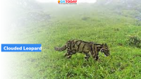 Clouded Leopard