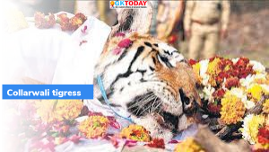 पेंच टाइगर रिजर्व में ‘कॉलरवाली’ बाघिन की मृत्यु हुई