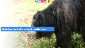 गुलाबो: भारत की सबसे उम्रदराज़ स्लॉथ बेयर (India’s Oldest Sloth Bear)