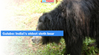 Gulabo: India’s oldest sloth bear