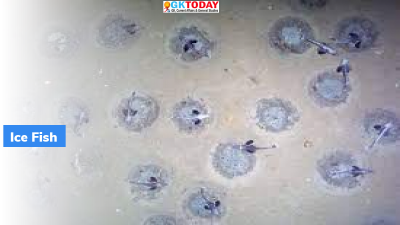 Antarctica Icefish Breeding Colony