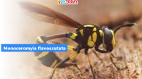 What is Monoceromyia flavoscutata?