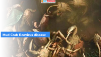 Mud Crab Reovirus (MCRV)