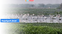 Najafgarh jheel restoration plan