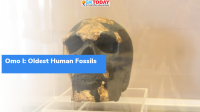 Omo I – Oldest Human Fossils