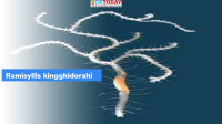 Ramisyllis kingghidorahi: New Species of Branching Worm