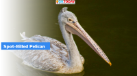 A.P: Mass mortality of spot-billed pelicans